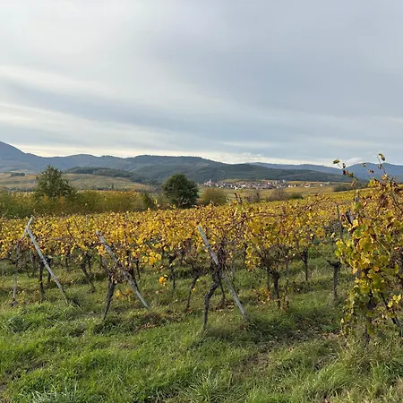 Du Fronholz - Maison Alsacienne Avec Jardin Et Service Traiteur *